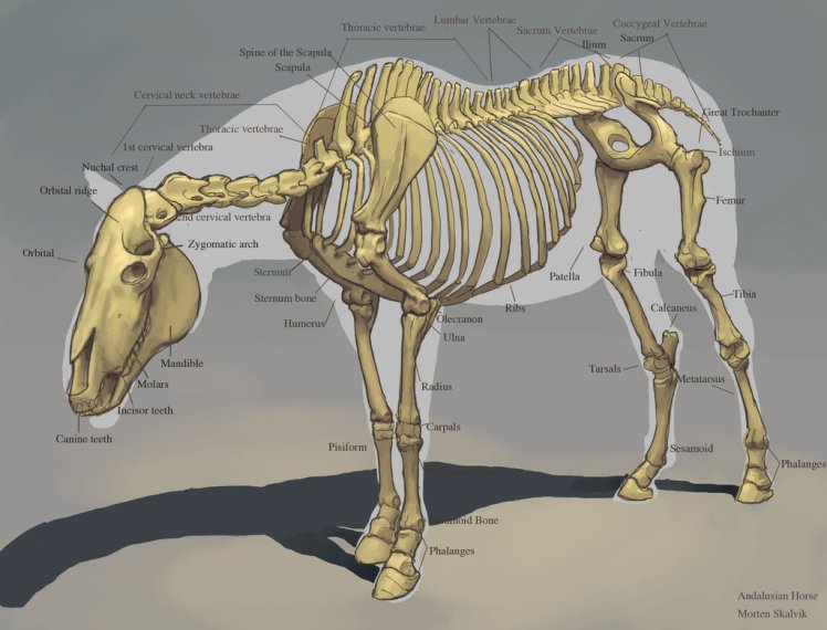 horse_skeleton_by_awesomeplex-d6rocph