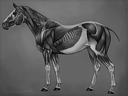 horse_muscles_reference_by_eponagirl-d4n1dkb (2)